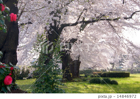 散り際の儚さと美しさ（桜吹雪） 14846972