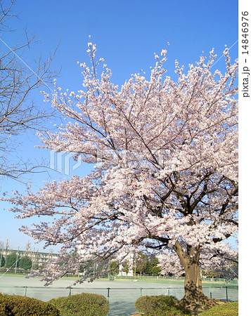 校庭のサクラ 校庭のサクラ 14846976