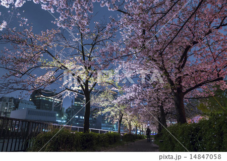 夜桜イメージ 14847058