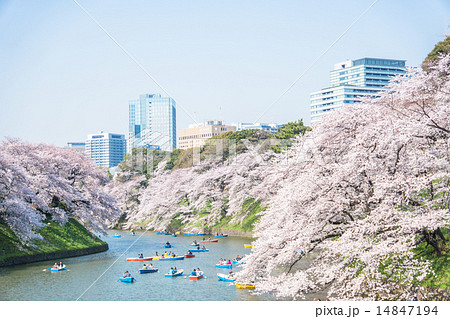 桜の名所・千鳥ヶ淵 14847194
