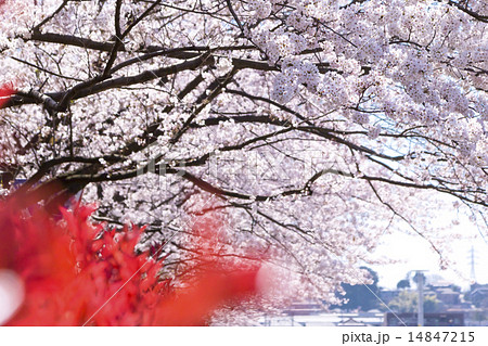 ベニカナメモチとサクラ 14847215
