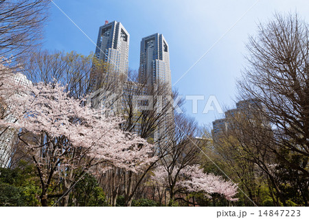 都庁舎と新宿中央公園の桜 14847223