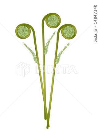 Fresh Green Fiddleheads on A White Background 14847340