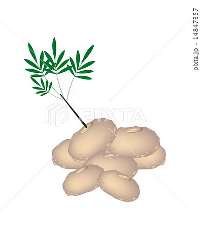 Stack of Fresh Elephant Yams on White Background 14847357