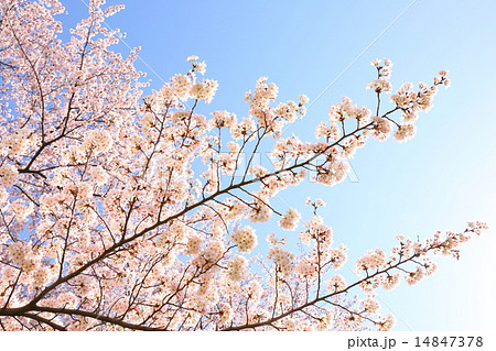 桜 14847378