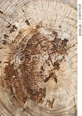Teak wood stump background Teak wood stump background 14847419