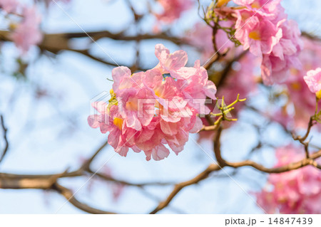 Pink Trumpet flower 14847439