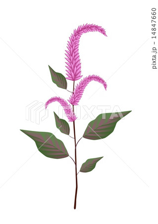 Fresh Red Amaranth on A White Background Fresh Red Amaranth on A White Background 14847660