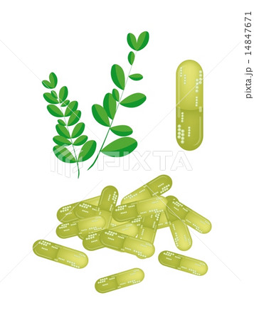 Moringa Leaves with Capsule on White Background 14847671