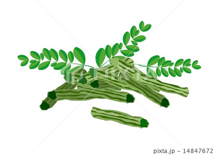 Fresh Moringa Fruit and Leaves on White Background 14847672