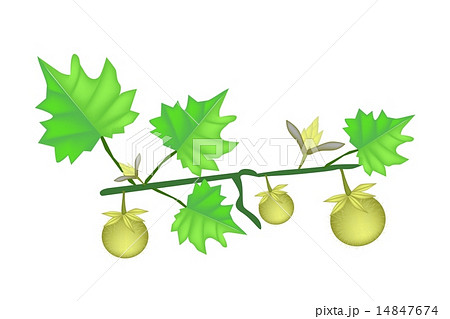 Solanum Stramonifolium Plant on A White Background 14847674