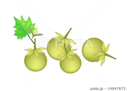 Green Solanum Stramonifolium on A White Background 14847675