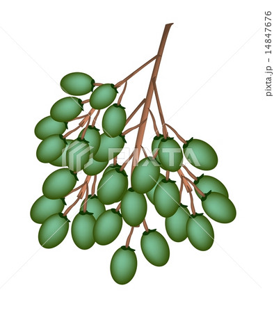 Green Betel Palm Fruit on White Background 14847676