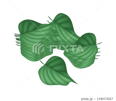 Fresh Green Betel Leaves on White Background 14847687