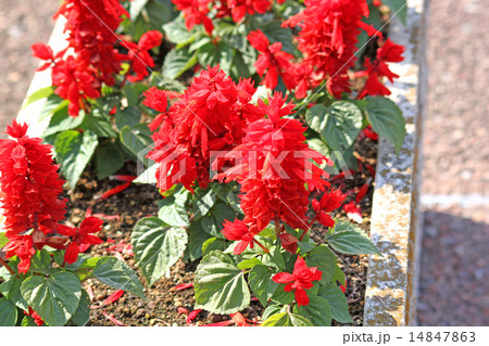 Salvia on minato no mieru oka park yokohama 14847863