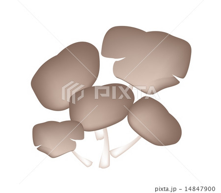 Fresh Oyster Mushrooms on White Background 14847900