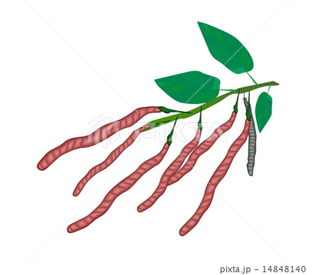 Fresh and Ripe Kidney Bean on A Plant Fresh and Ripe Kidney Bean on A Plant 14848140