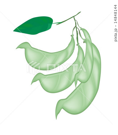Fresh Hyacinth Bean Plant on White Background 14848144