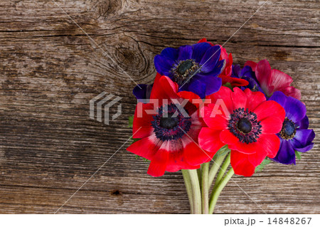 blue and red anemone flowers  14848267