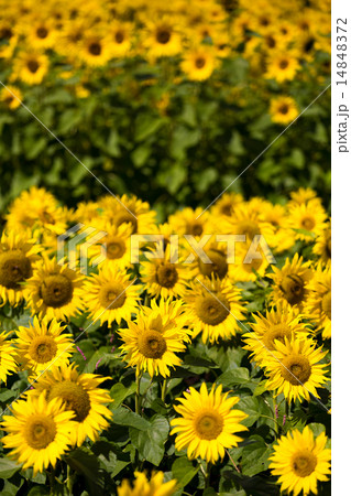 ひまわり畑 14848372
