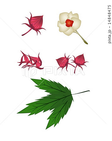 Parts of Hibiscus Sabdariffa or Roselle Plant Parts of Hibiscus Sabdariffa or Roselle Plant 14848475