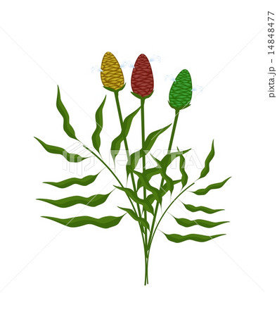 Fresh Zingiber Zerumbet Plant on White Background 14848477