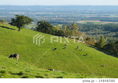 ナイタイ高原牧場 14848580