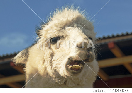 Alpaca chews Alpaca chews 14848878