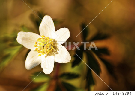 anemone anemone 14848894