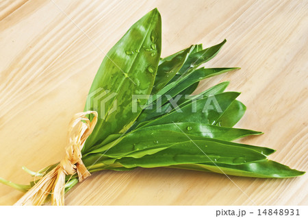 wild garlic wild garlic 14848931