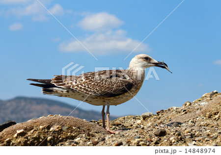 seagull is eating fish seagull is eating fish 14848974