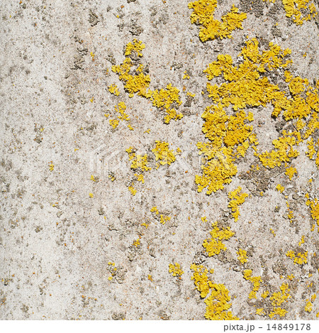 Old wall covered with lichen Old wall covered with lichen 14849178