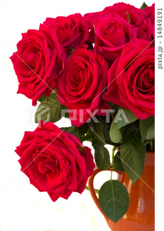 dark  pink roses close up  14849191