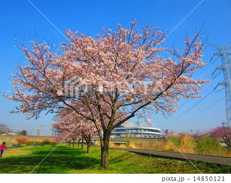 桜 14850121