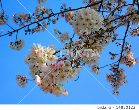 桜 14850122
