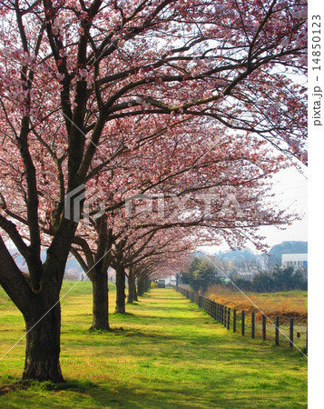 桜並木 桜並木 14850123