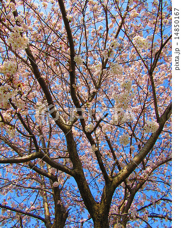 桜 14850167