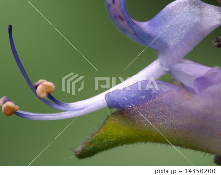 薬草　マンジェリコン　花 14850200