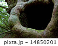 木の洞 14850201