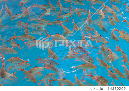Fish in clear water view from above 14850206