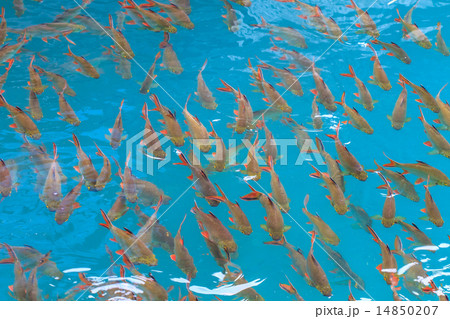Fish in clear water view from above 14850207