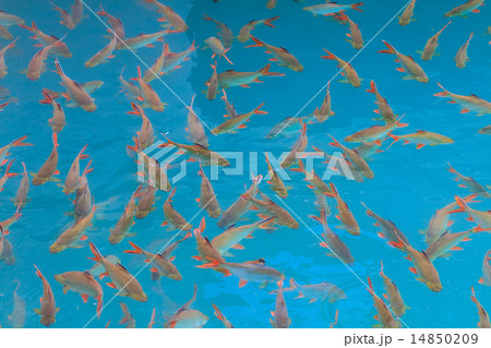 Fish in clear water view from above Fish in clear water view from above 14850209