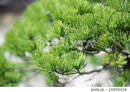 盆栽 盆栽 14850428