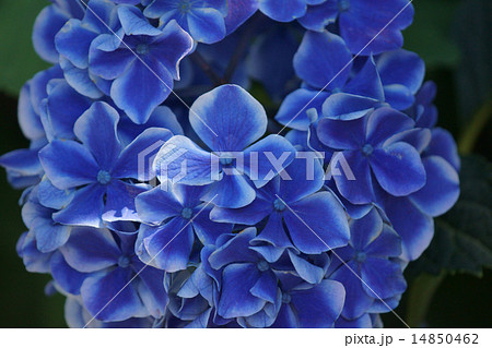 西洋紫陽花 ババリア 西洋紫陽花 ババリア 14850462
