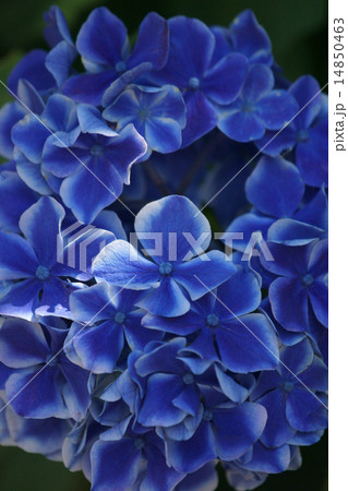 西洋紫陽花　ババリア 14850463