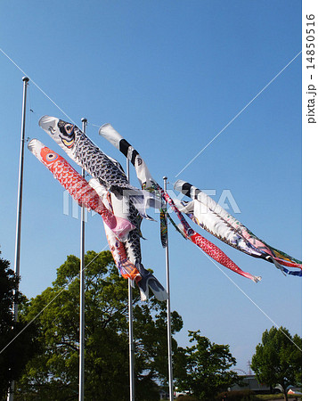 鯉のぼり 14850516