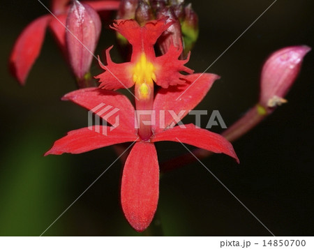 Red orchid flower Epidendrum radicans 14850700
