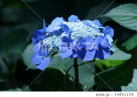 萼紫陽花 ブルーの装飾花に水色の花の写真素材