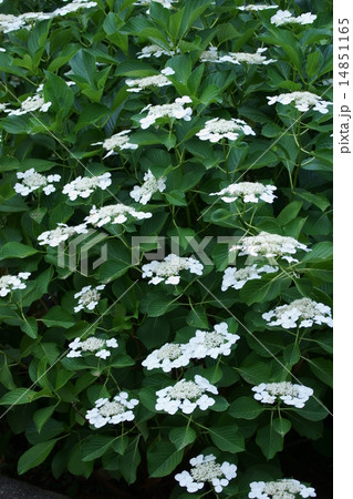 萼紫陽花　白い装飾花に白い花 14851165