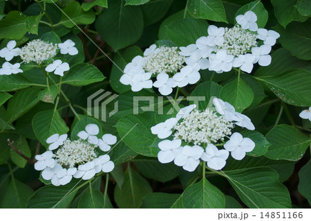 萼紫陽花　白い装飾花に白い花 14851166